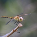 Dragonfly266-27