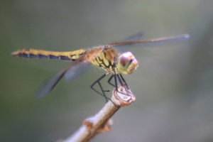 dragonfly275-28