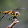 dragonfly277-29