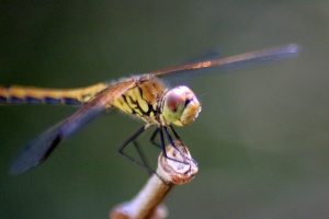 dragonfly285-30