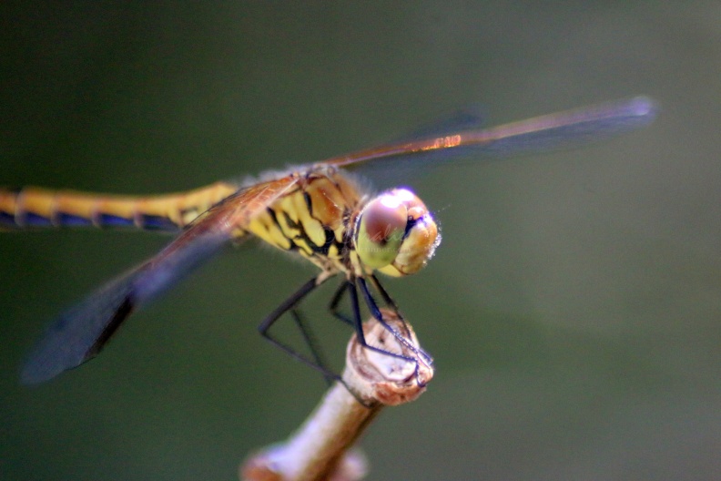 dragonfly285-30.jpg