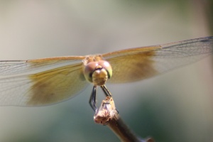 dragonfly320-31