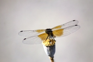 Drgaonfly on the Poppy Seed 361