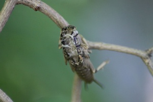Exosceleton of a Bug 247