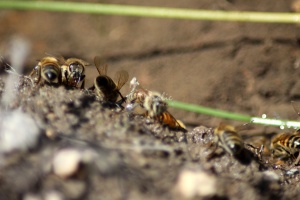 Few of the Honeybees at the Water 1198