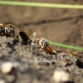 Few of the Honeybees at the Water 1198