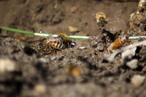 Few of the Honeybees at the Water 1199
