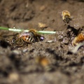 Few_of_the_Honeybees_at_the_Water_1199.jpg
