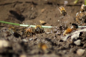 Few of the Honeybees at the Water 1200