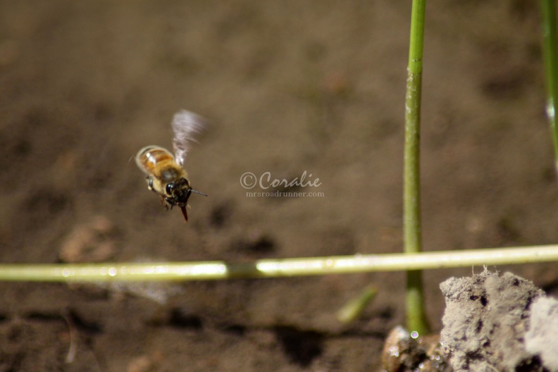 Few_of_the_Honeybees_at_the_Water_1202.jpg