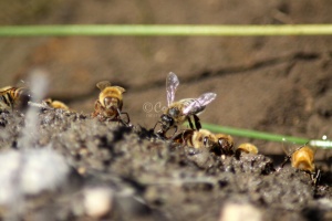 Few of the Honeybees at the Water 1216