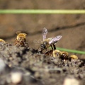 Few of the Honeybees at the Water 1216