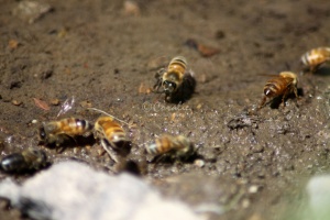 Few of the Honeybees at the Water 1220