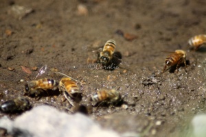 Few of the Honeybees at the Water 1221
