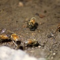 Few of the Honeybees at the Water 1221