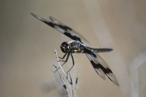 Hoary Skimmer Libellula nodisticta  Dragonfly 1828