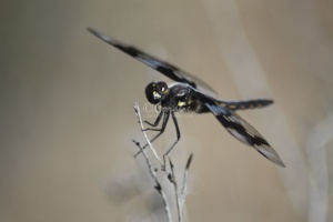 Hoary Skimmer Libellula nodisticta  Dragonfly 1834