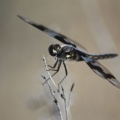 Hoary Skimmer Libellula nodisticta  Dragonfly 1834