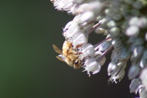 Honey Bee in the Garden 172