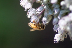 Honey Bee in the Garden 175