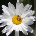 Honey Bee on a Daisy Flower 094