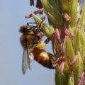 honey bee on corn 974