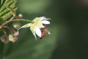 Honeybee at Work 132