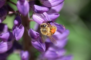 Honeybee On Lupine Flower 185