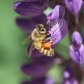 Honeybee_on_the_Lupine_Flower_217.jpg