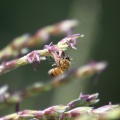 Honeybee Working on the Corn 1153