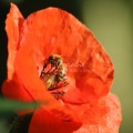 honeybeeandpoppyflower083-46