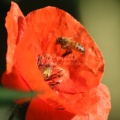 honeybeeandpoppyflower091-47