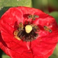 HoneyBeeonaredpoppyflower011-48