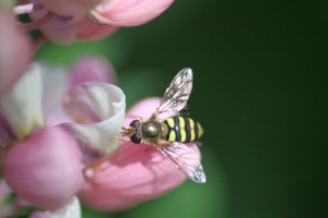 Hoverflie on Pink Lupine Flower 672