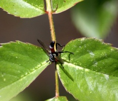 Hoverfly Brachypalpoides lentus 083