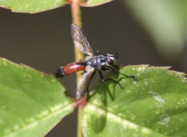 Hoverfly Brachypalpoides lentus 092