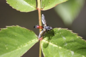 Hoverfly Brachypalpoides lentus 097