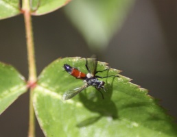 Hoverfly Brachypalpoides lentus 101