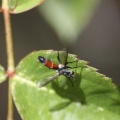 Hoverfly Brachypalpoides lentus 101