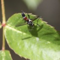 Hoverfly Brachypalpoides lentus 102