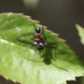 Hoverfly Brachypalpoides lentus 105