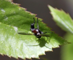 Hoverfly Brachypalpoides lentus 118