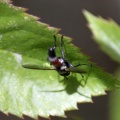 Hoverfly Brachypalpoides lentus 118