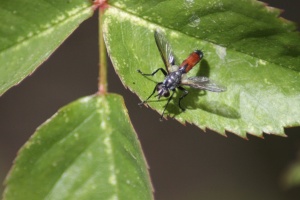 Hoverfly Brachypalpoides lentus 129