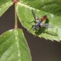 Hoverfly Brachypalpoides lentus 129