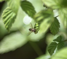 Hoverfly on the Raspberries 354