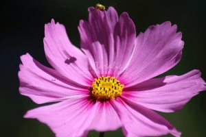 Hoverfly Shadow on a Cosmos Flower Bloom 019 Sample