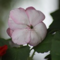 Impatiant Flower 346