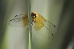 Insect Dragonfly 093