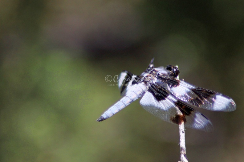 Jefferson_County_Oregon_Dragonfly_558.jpg